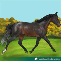 Horse Color:Brown 
