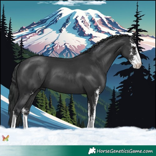 Horse Color:Black Sabino 