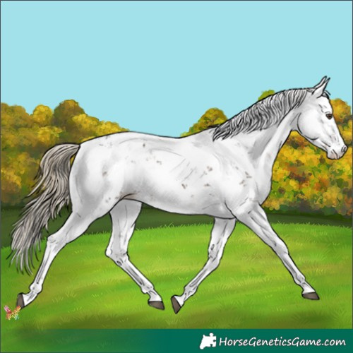 Horse Color:Liver Chestnut Sabino 