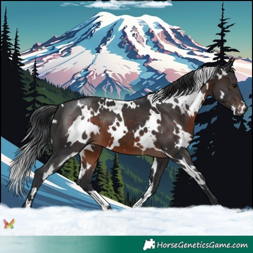 Horse Color:White Spotted Brown 
