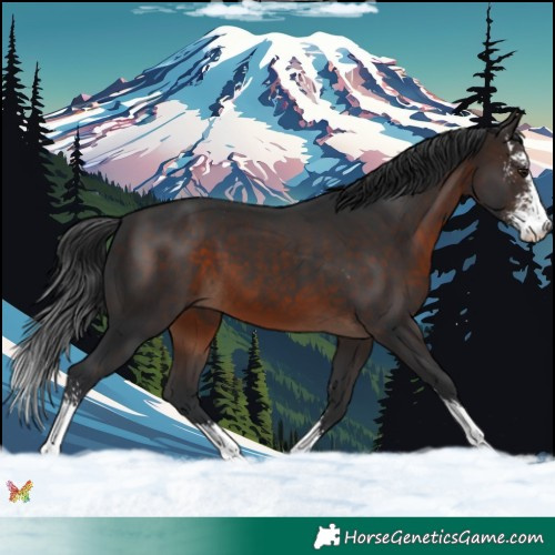 Horse Color:Brown Sabino 