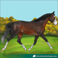 Horse Color:Brown Sabino 