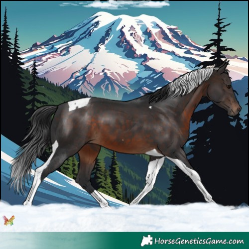 Horse Color:Brown Tobiano 