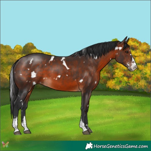 Horse Color:White Spotted Brown Sabino