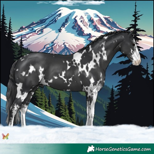 Horse Color:White Spotted Black Sabino 