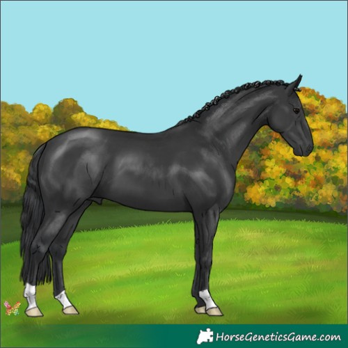 Horse Color:Black 