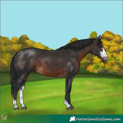 Horse Color:Brown Sabino