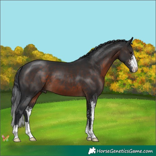 Horse Color:Brown Sabino 