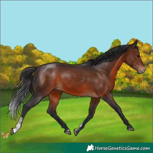 Horse Color:Brown Sabino 