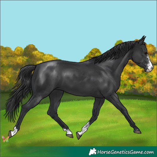 Horse Color:Black Sabino 