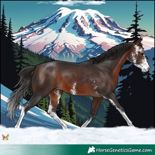 Horse Color:Brown Sabino 