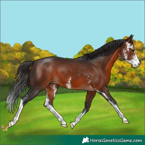 Horse Color:Brown Sabino 