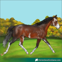 Horse Color:Brown Sabino 