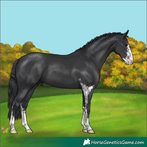 Horse Color:Black Sabino 