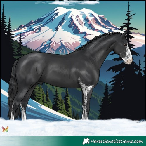 Horse Color:Black Sabino 