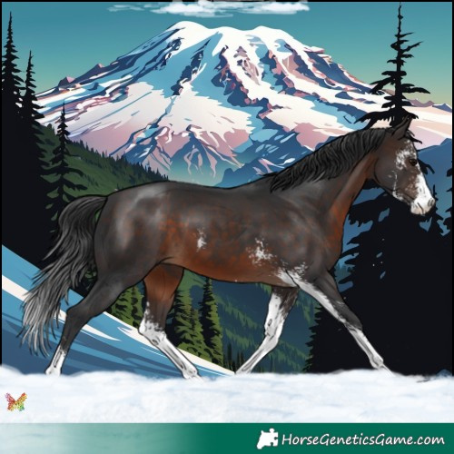 Horse Color:Brown Sabino 