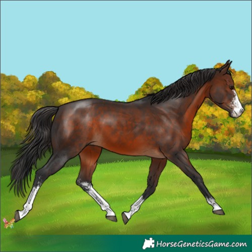Horse Color:Brown Sabino 