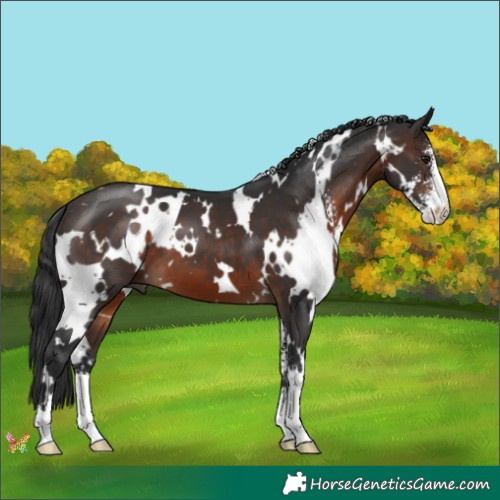 Horse Color:White Spotted Brown Sabino 