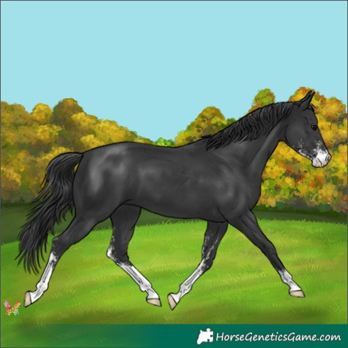 Horse Color:Black Sabino 