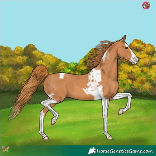 Horse Color:Chestnut Splash Tobiano 