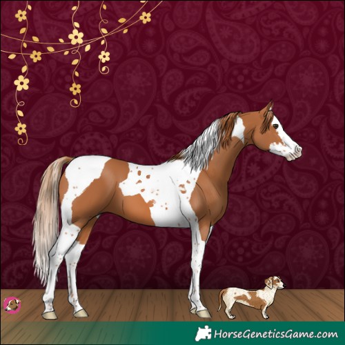 Horse Color:Chestnut Splash Tobiano 