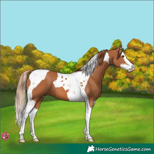 Horse Color:Chestnut Splash Tobiano 