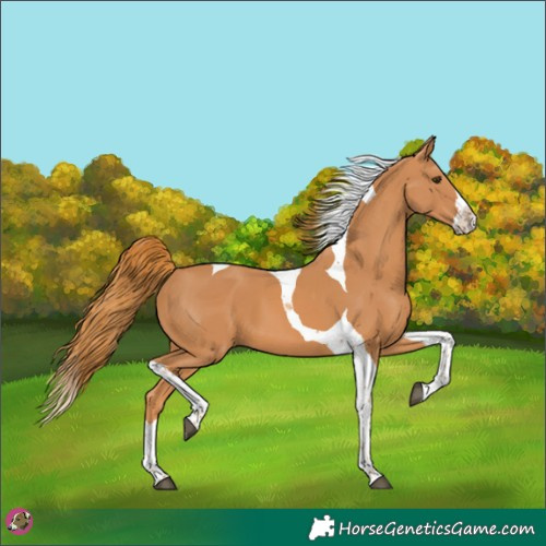 Horse Color:Chestnut Splash Tobiano 