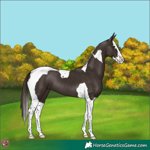 Horse Color:Liver Chestnut Splash Tobiano