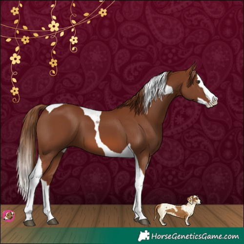 Horse Color:Chestnut Splash Tobiano 