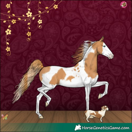 Horse Color:Chestnut Splash Tobiano 