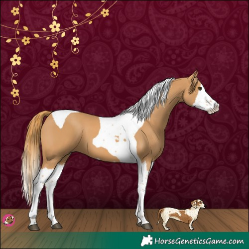 Horse Color:Chestnut Splash Tobiano 