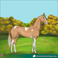 Horse Color:Chestnut Splash Tobiano 