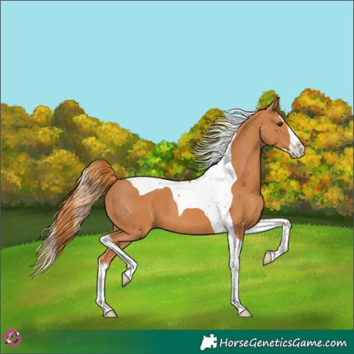 Horse Color:Chestnut Splash Tobiano 