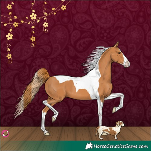 Horse Color:Chestnut Splash Tobiano 