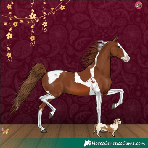 Horse Color:Chestnut Splash Tobiano 