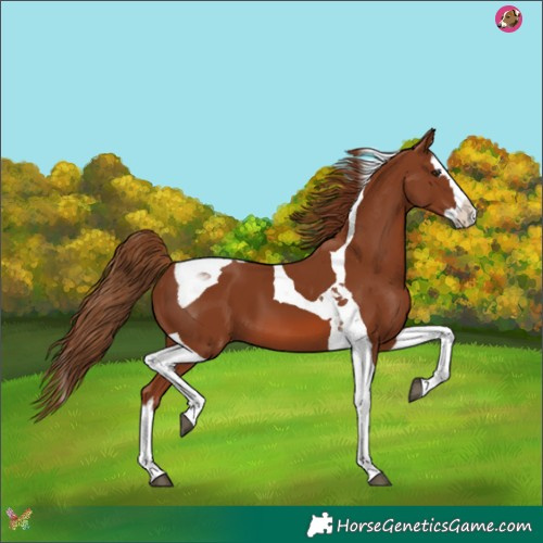 Horse Color:Chestnut Splash Tobiano 