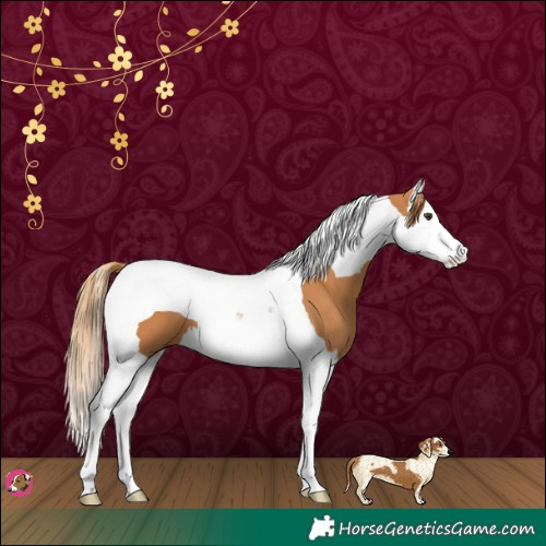Horse Color:Chestnut Splash Tobiano 
