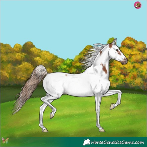 Horse Color:Chestnut Splash Tobiano Frame 