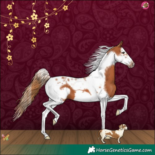 Horse Color:Chestnut Splash Tobiano Frame 