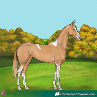 Horse Color:Chestnut Splash Tobiano