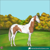 Horse Color:Chestnut Splash Tobiano