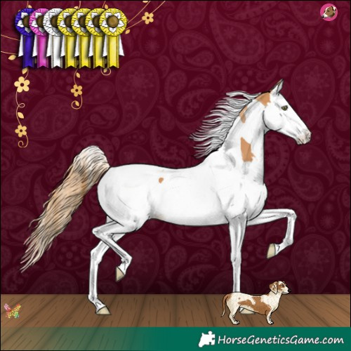 Horse Color:Chestnut Splash Tobiano 