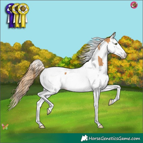 Horse Color:Chestnut Splash Tobiano 