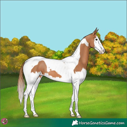 Horse Color:Chestnut Splash Tobiano