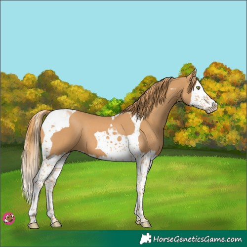 Horse Color:Chestnut Splash Tobiano 