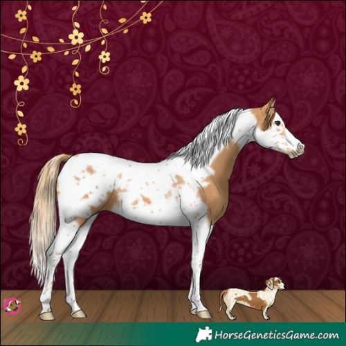 Horse Color:Chestnut Splash Tobiano Frame 