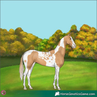 Horse Color:Chestnut Splash Tobiano