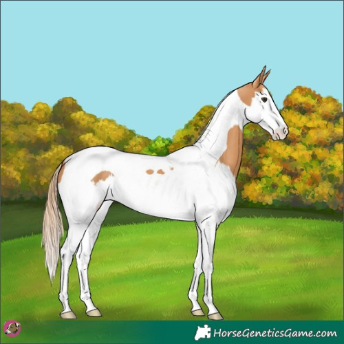 Horse Color:Chestnut Splash Tobiano 