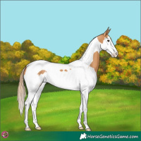 Horse Color:Chestnut Splash Tobiano 