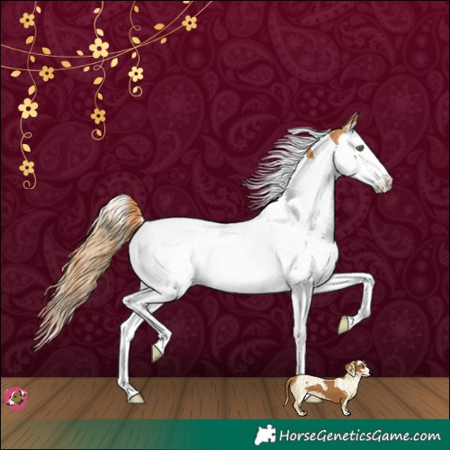 Horse Color:Chestnut Splash Tobiano 